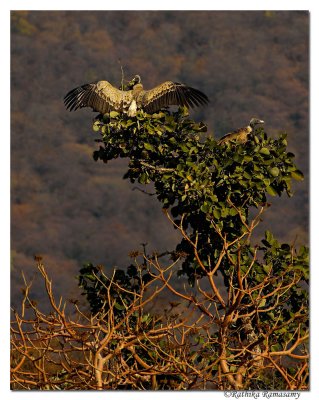 Long-billed Vulture (Gyps indicus)_D2X7687