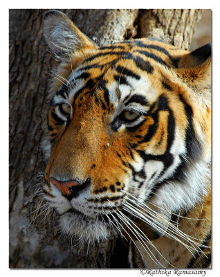 Tiger Portrait_D2X0950
