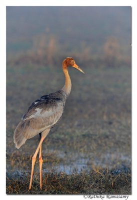 Sarus crane(Grus antigone)_DD30989