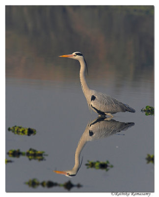 Grey Heron (Ardea cinerea)_DD35215
