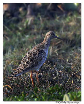 Ruff (Philomachus pugnax)_DD35223