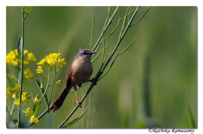 Prinia_DD36471