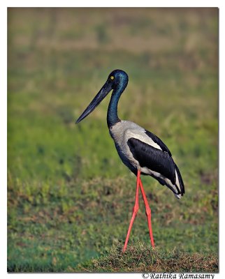 Black-necked Stork(Ephippiorhynchus asiaticus)_DD36438