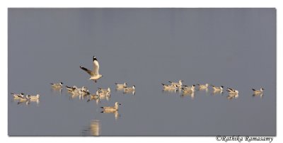 Brown headed Gull(Chroicocephalus brunnicephalus)_DD37130