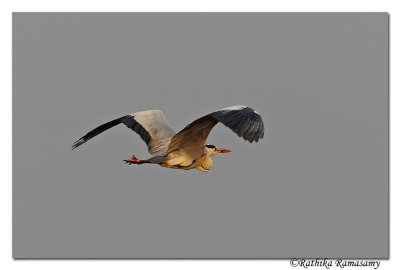 Grey Heron( Ardea cinerea)_DD36763