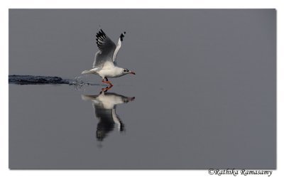 Brown headed Gull(Chroicocephalus brunnicephalus)_DD37606