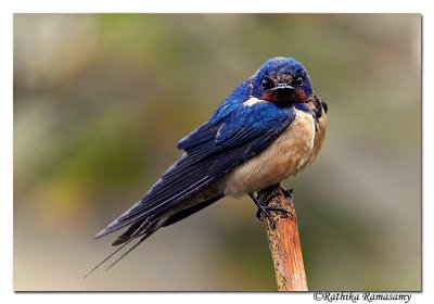 Wire-tailed Swallow (Hirundo smithii)(Immature) _DD33191