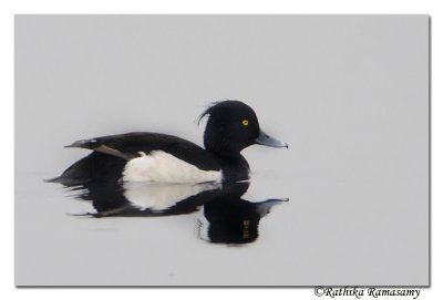 Tufted duck(Aythya fuligula)_DD36993