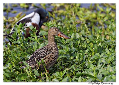 Northern Shoveler( Anas clypeata)_DD38129