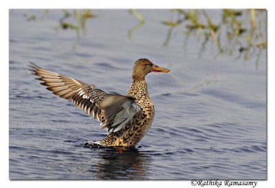 Northern Shoveler( Anas clypeata)_DD38139