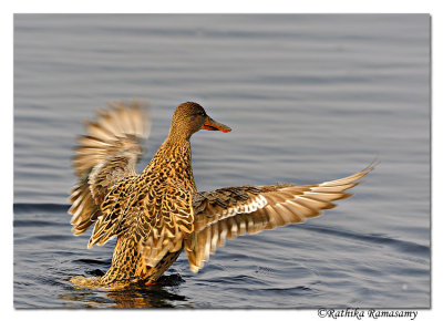 Northern Shoveler (Anas clypeata)_DD38147