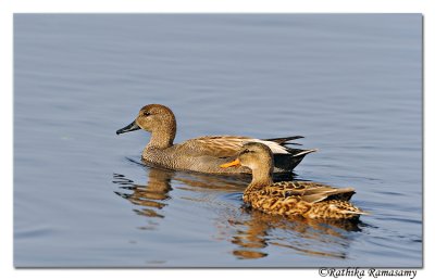 Gadwall (Anas strepera)Couple_DD3795