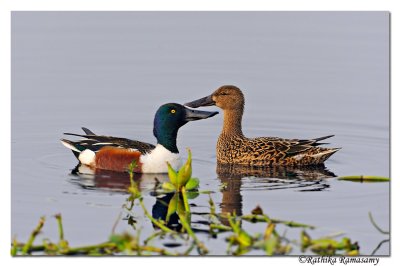 Northern Shoveler (Anas clypeata)Couple_DD37658