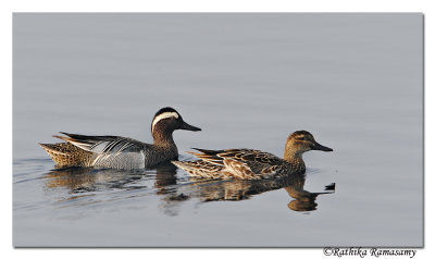 Garganey (Anas querquedula) Couple_DD37816