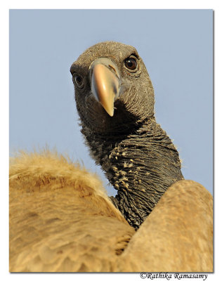 Long-billed Vulture(Gyps indicus) _DD38869