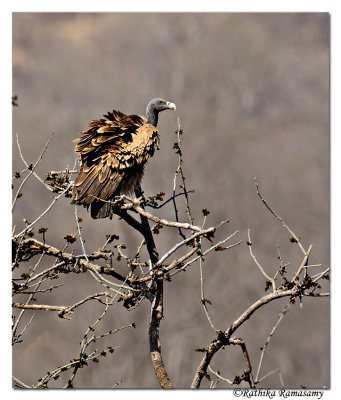 Long-billed Vulture( Gyps indicus)_DD38942