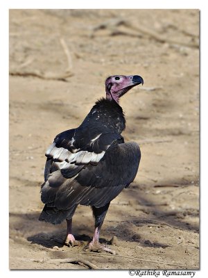 Red-headed Vulture (Sarcogyps calvus)_DD38700