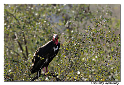 Red-headed Vulture (Sarcogyps calvus)_DD38910