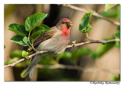 Common Rosefinch_Refcode_3579