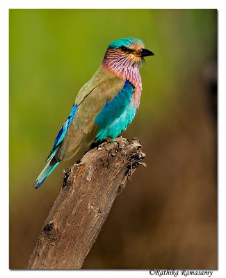 Indian Roller_2526