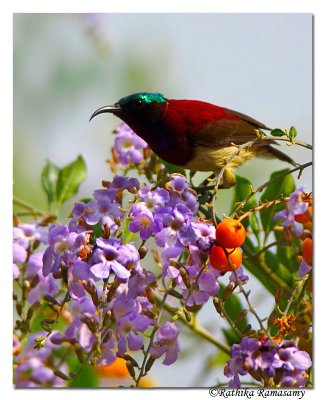 Crimson-backed Sunbird_BID9075