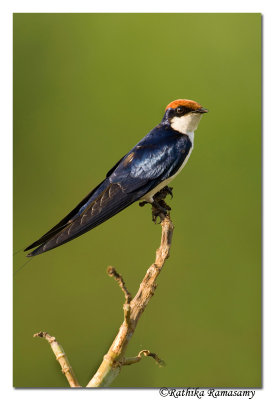 Wire tailed swallow_BID5616