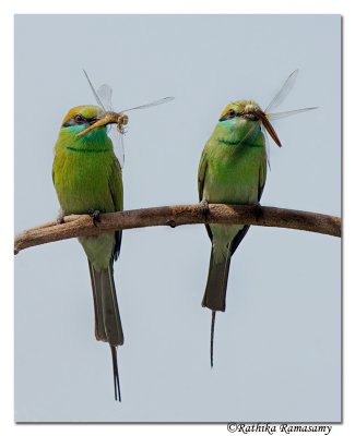 Green Bee Eater_BID5115