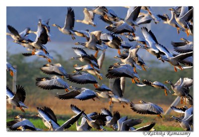 Bar headed Goose__DD30256