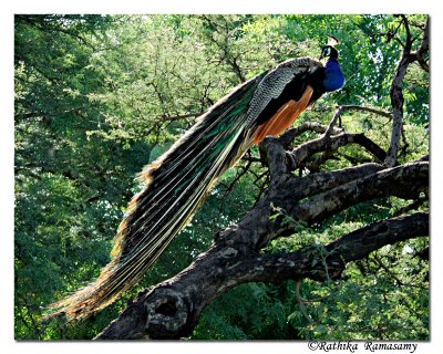 Indian Peafowl_BID7761
