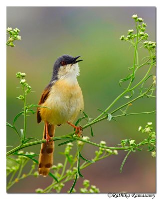 Ashy prinia _BID1925