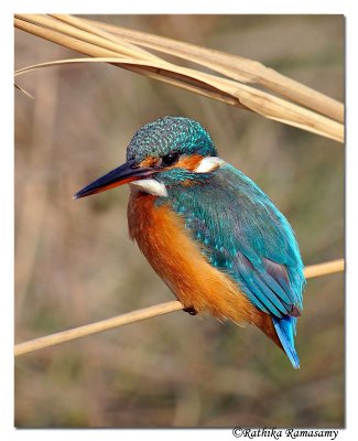 Common Kingfisher_DD31222