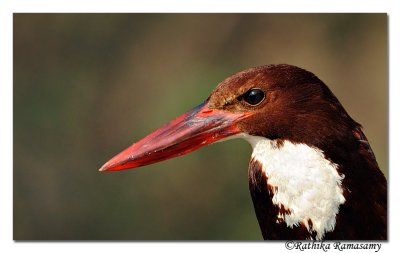 White-throated Kingfisher (Halcyon smyrnensis)_DD30168