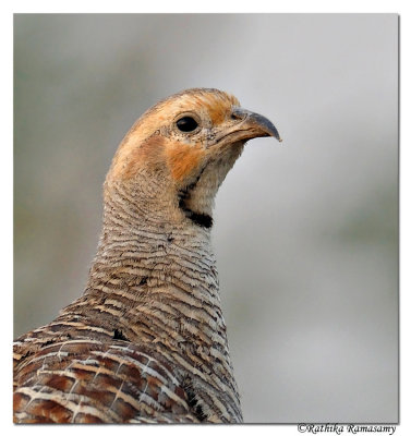 Grey Francolin( Francolinus pondicerianus)_DD39947