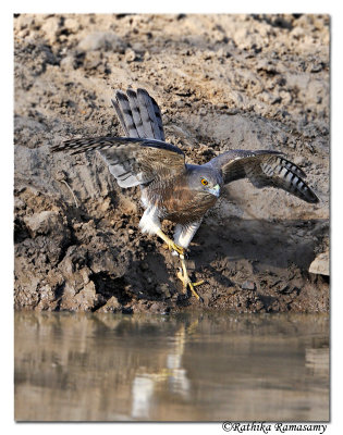 Shikra (Accipiter badius)_DD38403