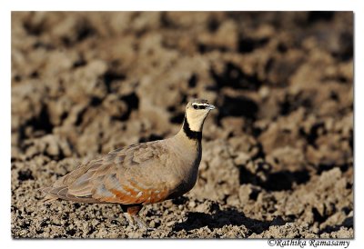 Yellow-throated sandgrouse (Pterocles gutteralis)_DD31057