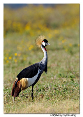 Grey Crowned Crane (Balearica regulorum)_DD32556