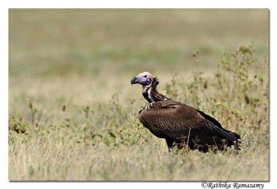 Lappet-faced Vulture(Torgos tracheliotos)_DD30682