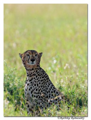 Cheetah _DD32231