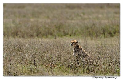 Cheetah _DD32907