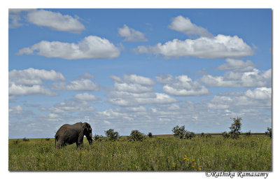 Lonely Elephent_D2X8298