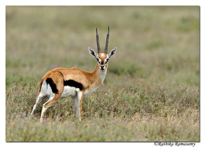 Thomsons gazelle (Eudorcas thomsonii)_DD30724