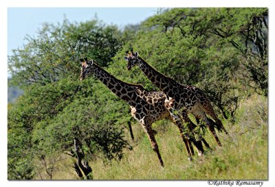 Giraffe Giraffa (camelopardalis)_DD31772