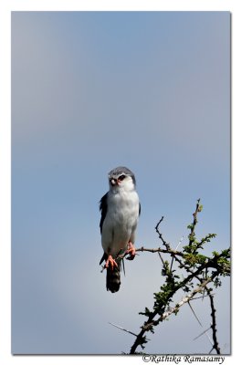 Pygmy-falcon (Polihierax semitorquatus)_DD31914