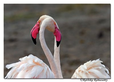 Greater Flamingo( Phoenicopterus roseus)_DD33592