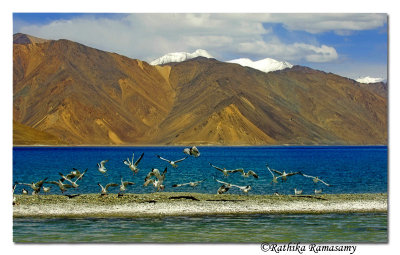 Gulls-pangong lake,Ladakh-6438