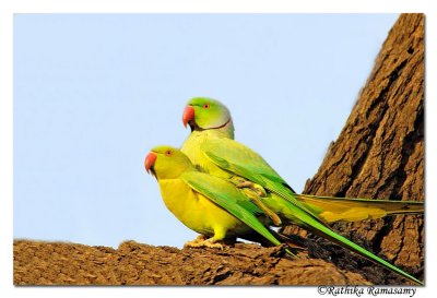 Love is in the air(Rose Ringed parakeet)