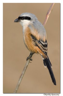 Long-tailed-shrike-8193