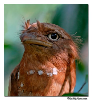 Srilankan Frogmouth-D200-0062
