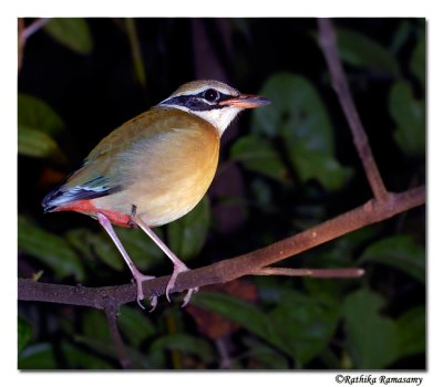 Salim Ali Bird Sanctuary ,Thattakad - Kerala