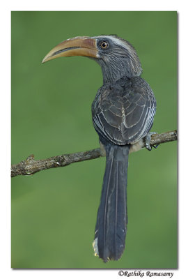 Malabar Gray Hornbill-8344,Western Ghat endemic